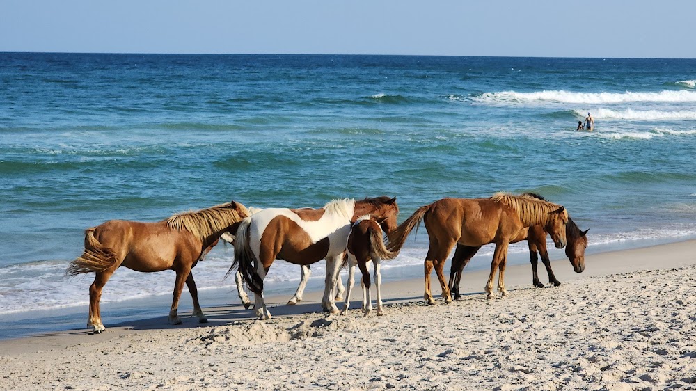 Assateague Island National Seashore, MD